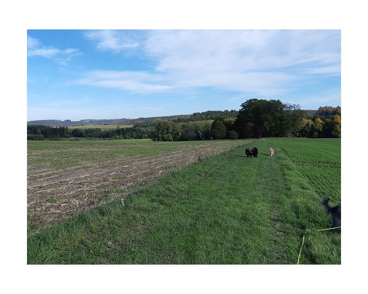 Im Herbst 2019 (10)